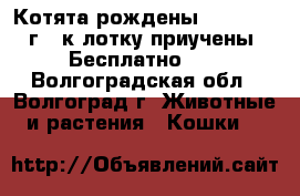 Котята рождены 26.04.2017г., к лотку приучены. Бесплатно!!! - Волгоградская обл., Волгоград г. Животные и растения » Кошки   